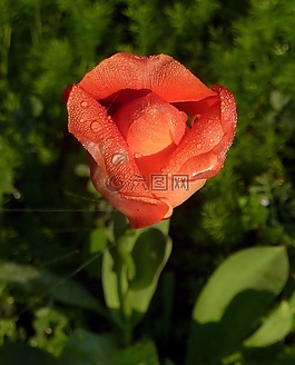花,紅色,花園