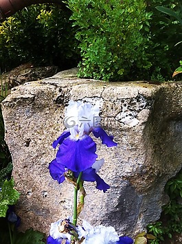 鳶尾花,虹膜,花