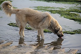 狗,動物