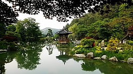 植物園,大自然,池塘