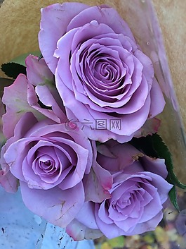 玫瑰,紫色,花