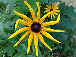 花,花瓣,黃色花