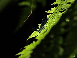蜻蜓,昆蟲,葉子