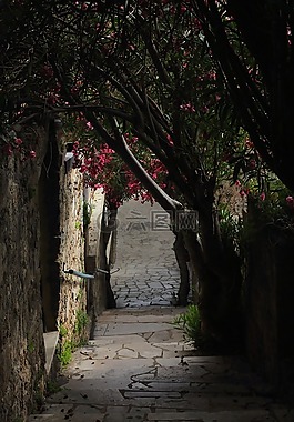 鲜花,allee,粉色