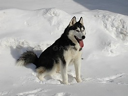 哈士奇,雪,狗