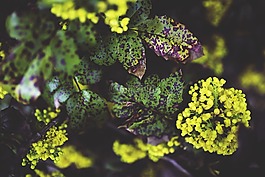 俄勒冈葡萄,植物,鲜花
