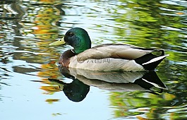 鴨,鳧,鳥