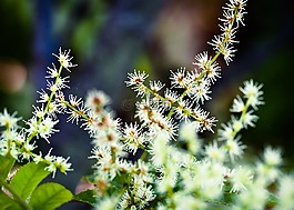 makamaka,花,廠