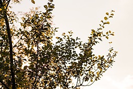 樹,葉子,天空