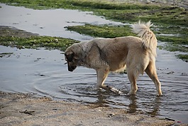 狗,動物,海洋