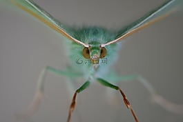 蝴蝶,bug,動物