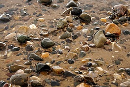 海灘,鵝卵石,貝殼