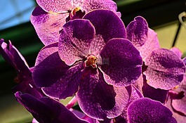 蘭花,花,廠