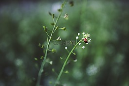 瓢蟲,植物,綠色