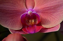 蘭花,花,開(kāi)花