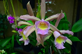 蘭花,花,廠