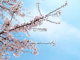 櫻桃,櫻花,日本