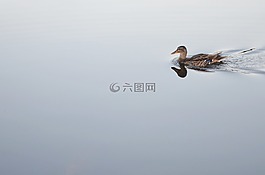 鴨,動物,鳥
