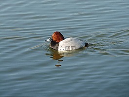 鳥,動物,鴨