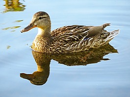 鴨,水禽,鳥