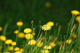 野花,黃色雛菊,鮮花