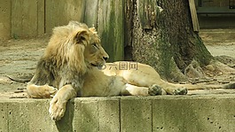 國家動物園,華盛頓,獅子
