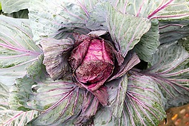 卷心菜,蔬菜,食品