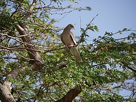 鴿子,動物,鳥