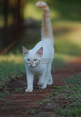 貓,走,寵物