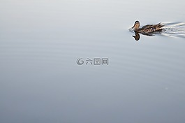 鴨,動物,鳥