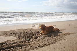 狗,動物,海洋