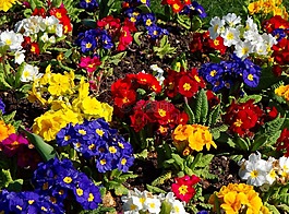 鮮花,花園,自然