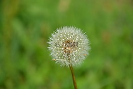 蒲公英,水果白鷺,性質(zhì)