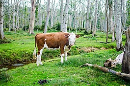 牛,動物,綠色
