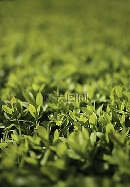 綠色,葉,葉子