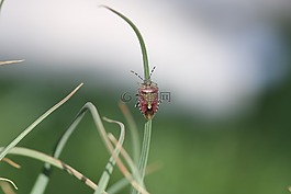 綠色,昆蟲,葉子