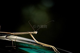 螳螂,昆蟲,甲蟲，昆蟲