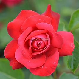 玫瑰,花卉,性質(zhì)
