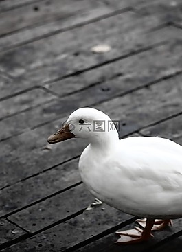 鴨,鳥,動物