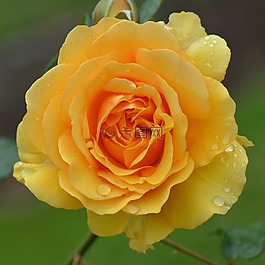 玫瑰,花卉,性質(zhì)