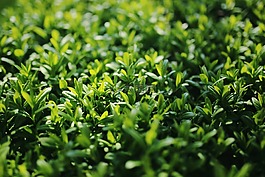 女贞,女贞路,植物
