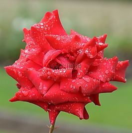 玫瑰,花卉,性質(zhì)