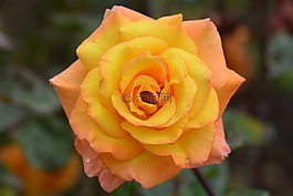 黃玫瑰,玫瑰,花卉