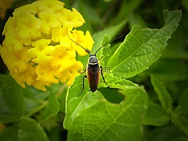 昆虫,甲虫，昆虫,花