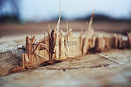 木材,碎片,树