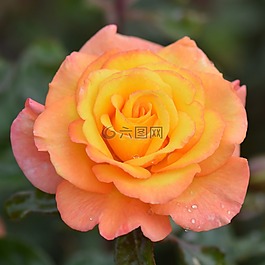 玫瑰,花卉,性質(zhì)