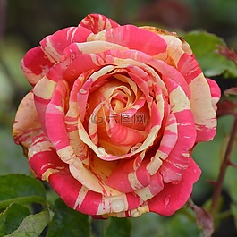 玫瑰,花卉,性質(zhì)