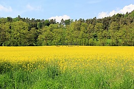 油菜,油菜籽場,性質(zhì)