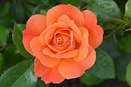 玫瑰,花卉,性質(zhì)
