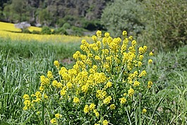 黃色,廠,鮮花